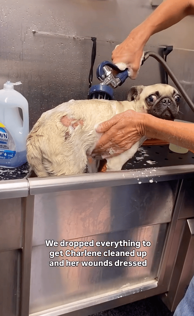 Abandoned Pug Found Wrapped in a Dirty T-Shirt, Then A Hero Found Her & Everything Changed